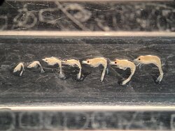 Wissenschaftliche Untersuchungen zur Biologie und Fischerei der Nordseegarnele CRANgon crangonals Basis für ein effizientes Selbst-MANagement System (CRANMAN II)