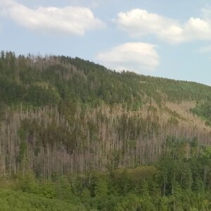 Spruce slope with bark beetle infestation in the Harz