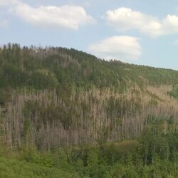 Regionalisierung der Waldzustandserhebung