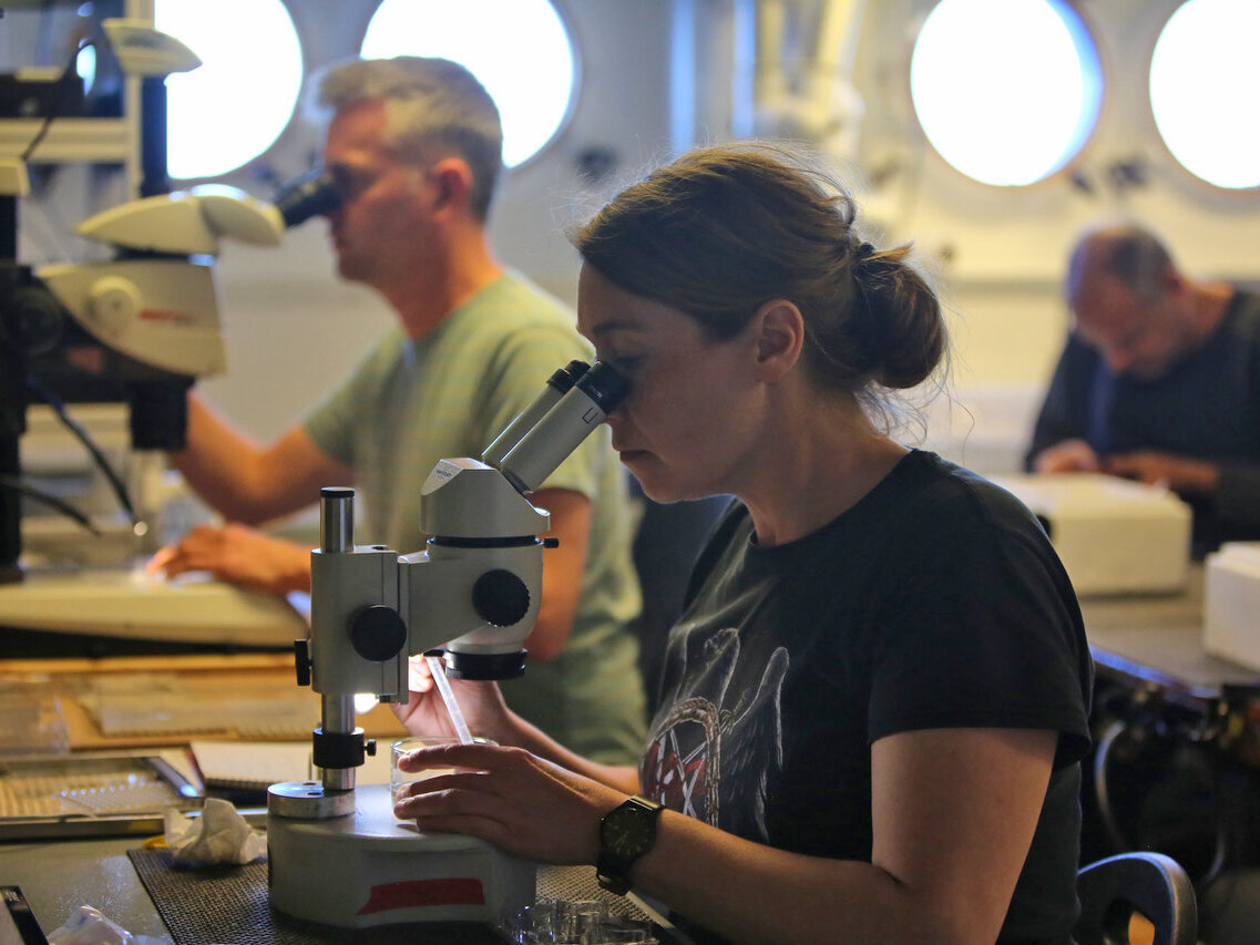 Teile des Fangs werden unter den Binokolaren im Detail angeschaut.