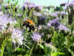 Conception and development of a nationwide bumblebee monitoring scheme