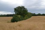 Hedge on a rape field in the municipality of Drögendiek (Schleswig Holstein)