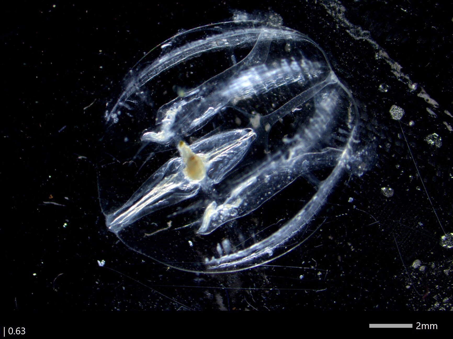 Die Rippenqualle Pleurobrachia pileus.