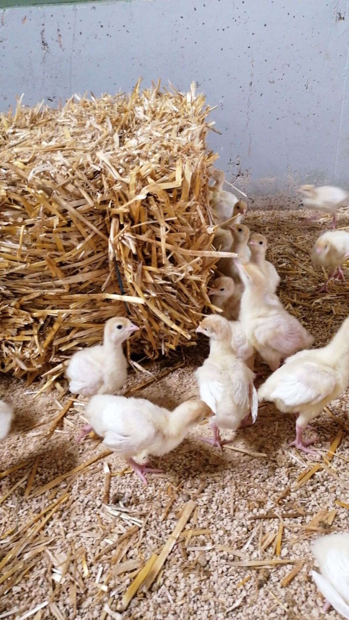 Turkeys in the barn