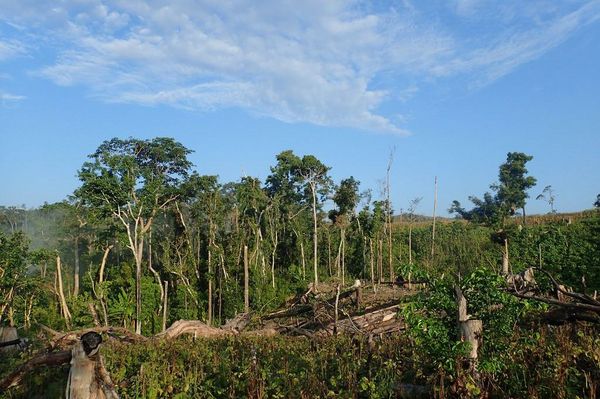 Entwaldung in der Region Nord-Luzon, Philippinen, viele gefällte und umgestürzte Bäume 
