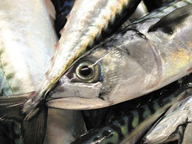 A view of a mackerel