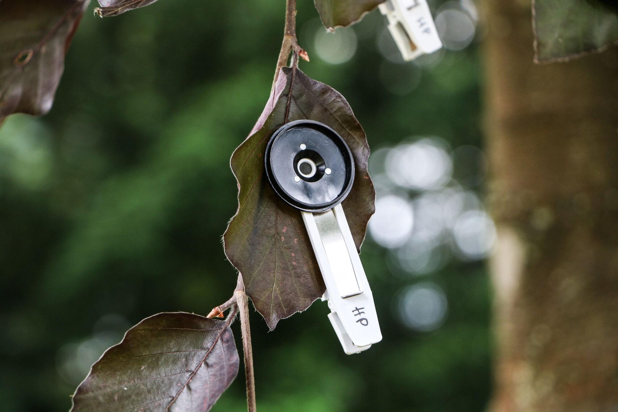 Messgerät an einem Buchenblatt