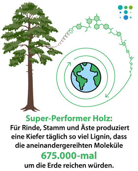 Eine Kiefer von deren Ästen eine Linie mehrmals um die Zeichnung einer Erde führt und der Text: Super-Performer Holz: Für Rinde, Stamm und Äste produziert eine Kiefer täglich so viel Lignin, dass die aneinandergereihten Moleküle 675.000-mal um die Erde reichen würden.