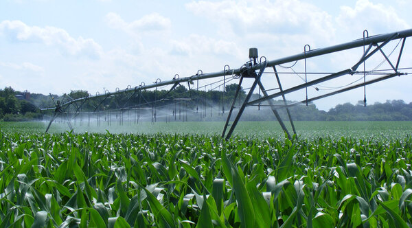 Ein Gestell mit vielen kleinen Armen, aus denen Wasser sprüht über einem Maisfeld