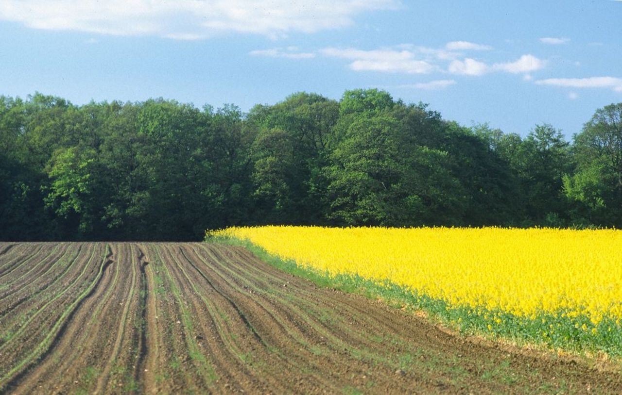 Arable land in spring