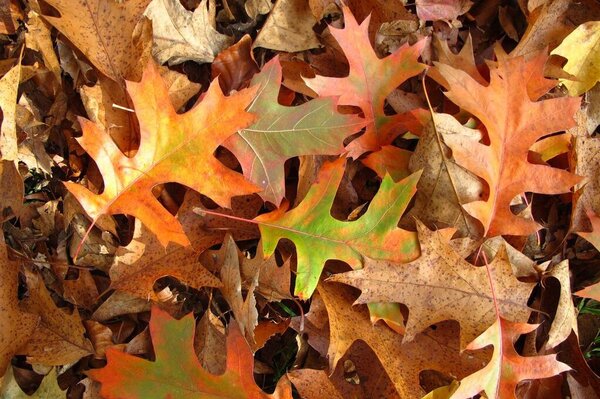 Blätter der Roteiche