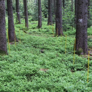 Ground vegetation a stand of pine trees.
