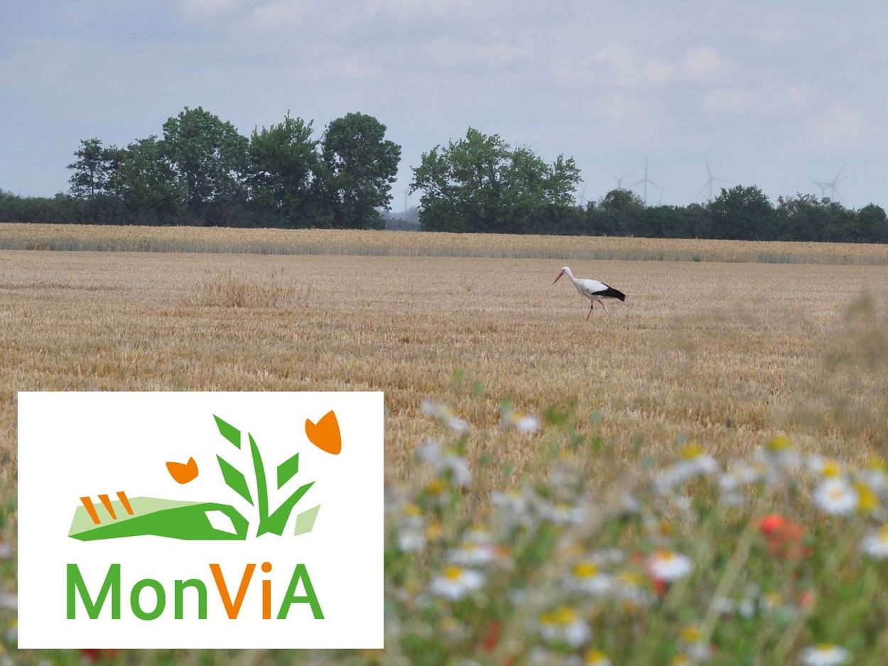 Über ein abgeerntetes Getreidefeld schreitet ein Storch. Im Vordergrund ein Blühstreifen mit Wildkräutern, darüber das MonViA-Logo..