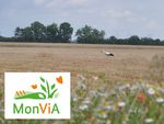 Über ein abgeerntetes Getreidefeld schreitet ein Storch. Im Vordergrund ein Blühstreifen mit Wildkräutern, darüber das MonViA-Logo..