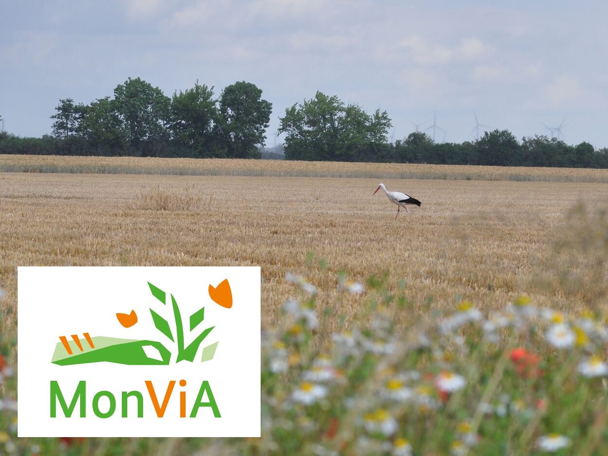 Vielfältige Agrarlandschaft Über ein abgeerntetes Getreidefeld schreitet ein Storch. Im Vordergrund ein Blühstreifen mit Wildkräutern, darüber das MonViA-Logo..