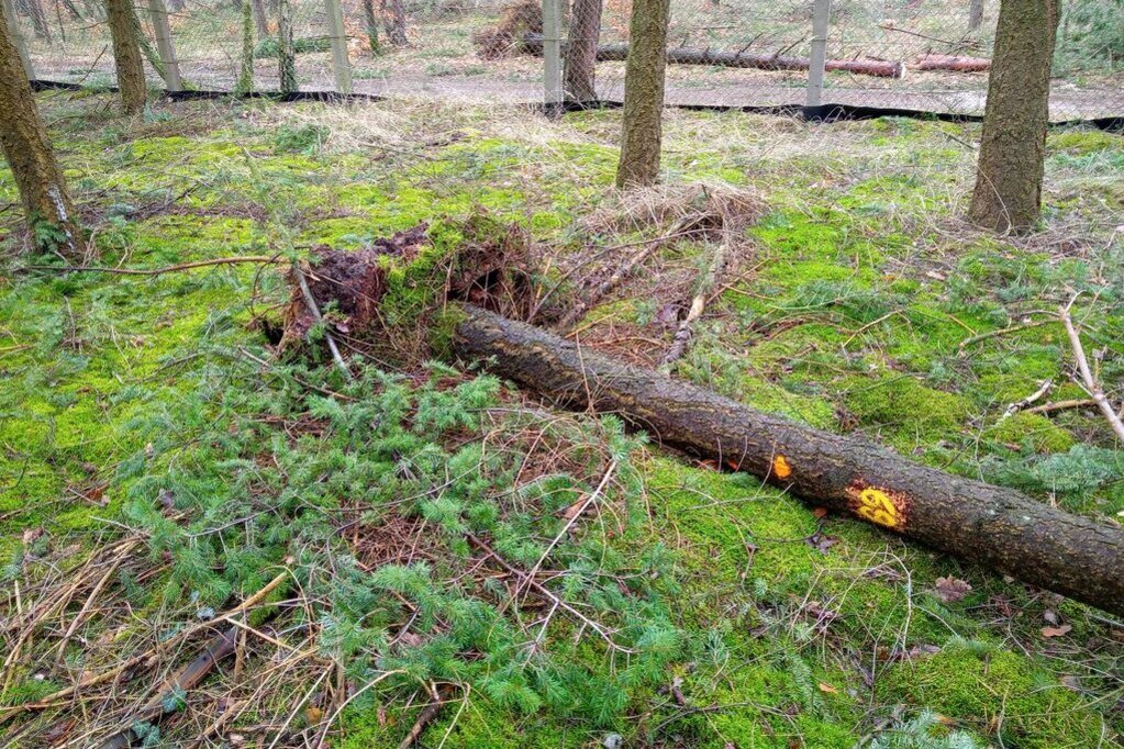 Windwurf in einem Kiefernbestand. Windwurf in einem Kiefernbestand