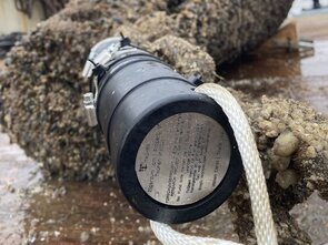 Ein akustischer Empfänger, angebracht an der Ankerkette einer Fahrwassertonne. Diese Geräte können besenderte Aale in einer Entfernung von mehr als 200 Metern registrieren. Ein schwarzes zylindisches Empfänger liegt auf dem Sandboden neben einer bewachsenen Ankerkette