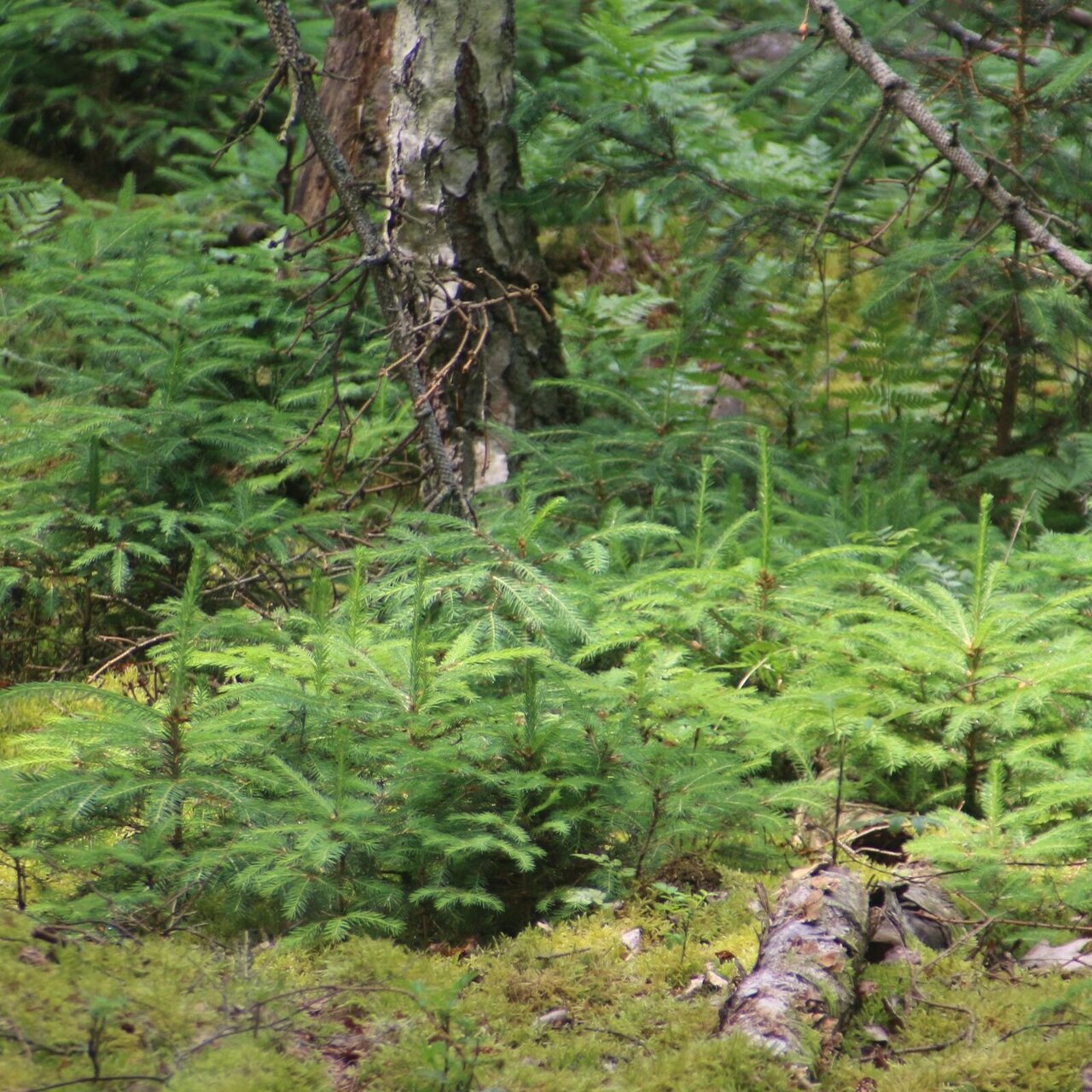 [Translate to English:] Waldbild mit jungen Fichten.
