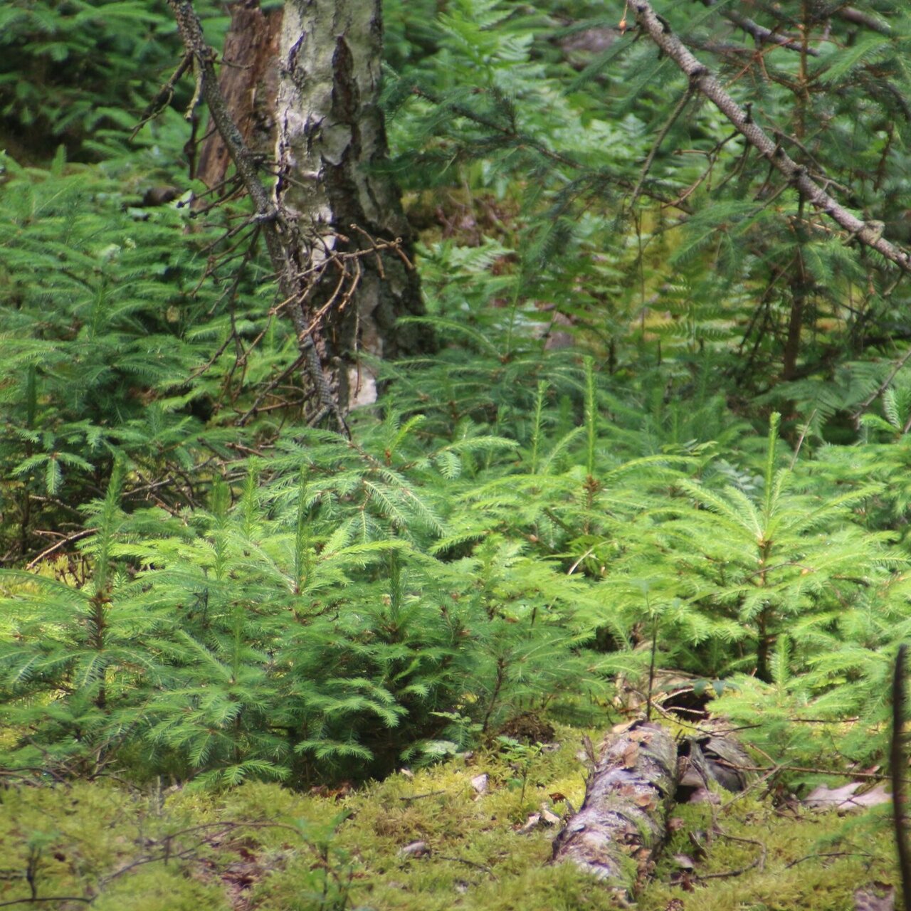 [Translate to English:] Fichtenunterwuchs auf einer Waldfläche.