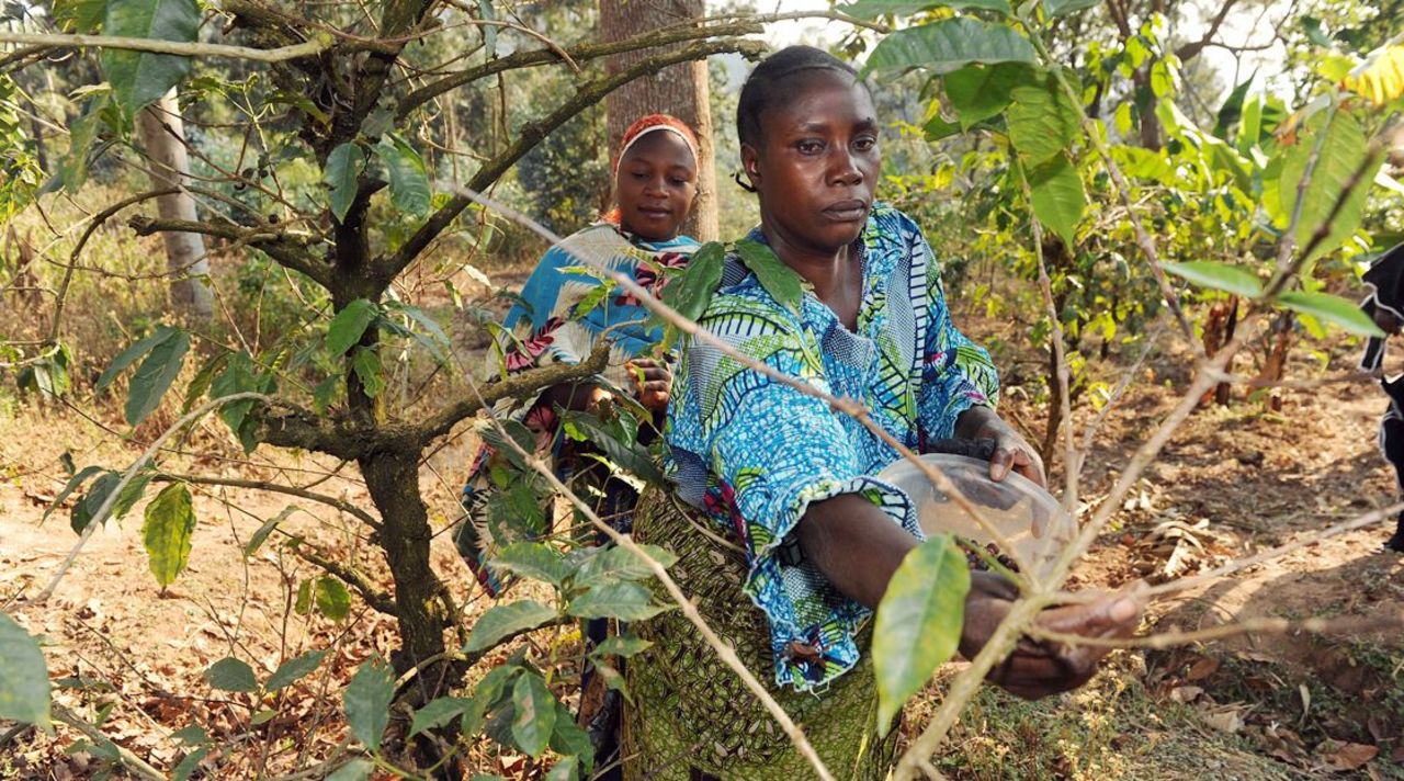 Kigoma, Tansania - Einheimische Agroforstbäuerinnen bei der Pflege der Pflanzen.