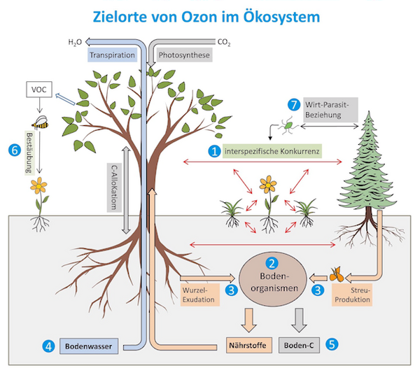 Zielorte von Ozon im Ökosystem
