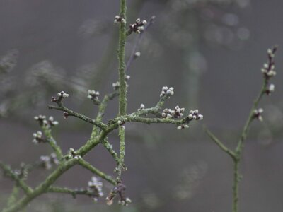 Knospen an einem Zweig Dünne Zweige eines Baumes, an denen schon erste helle Knospen aufgehen