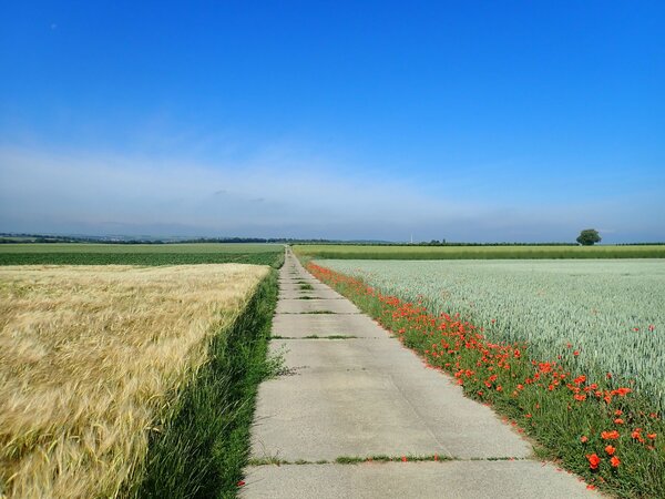 Weg zwischen Feldern mit Mohnblüten