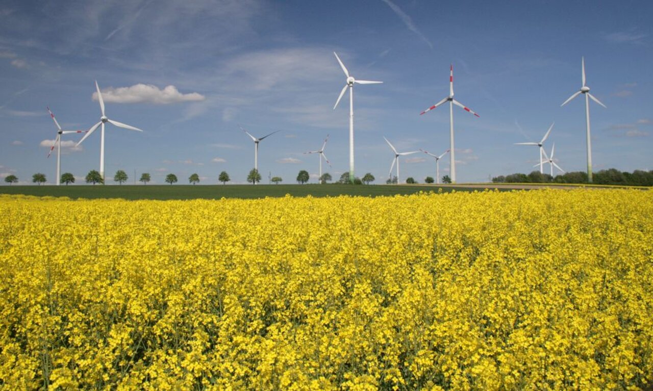Windräder hinter einem Rapsfeld