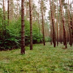 Klimawandel und Waldanpassung