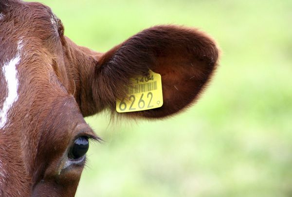 Portrait einer rotbunten Kuh auf der Weide