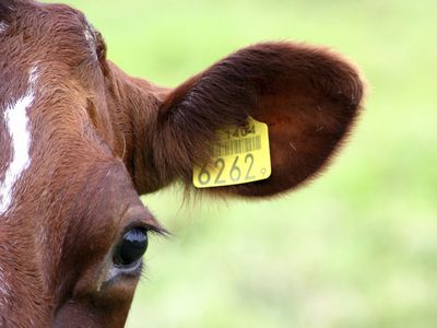 Portrait einer rotbunten Kuh auf der Weide