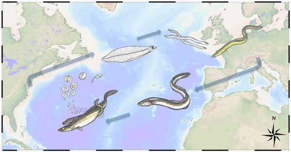 Karte des Nordatlantiks mit den verschiedenen Lebensstadien des Aals und seiner Wnderung zwischen der Sargassosee und dem europäischen Festland.