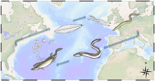 Karte des Nordatlantiks mit den verschiedenen Lebensstadien des Aals und seiner Wnderung zwischen der Sargassosee und dem europäischen Festland.