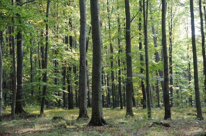 Beech forest