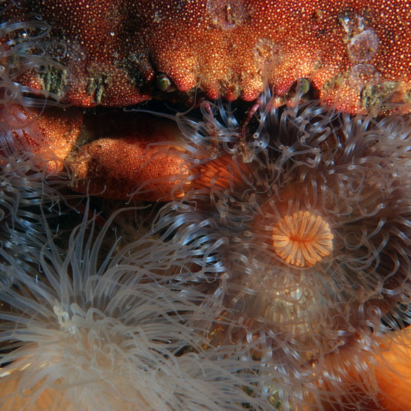 Ein Krebs sitzt zwischen Seeanemonen.