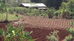 Land acquisitions and rising land-inequality in rural East Africa