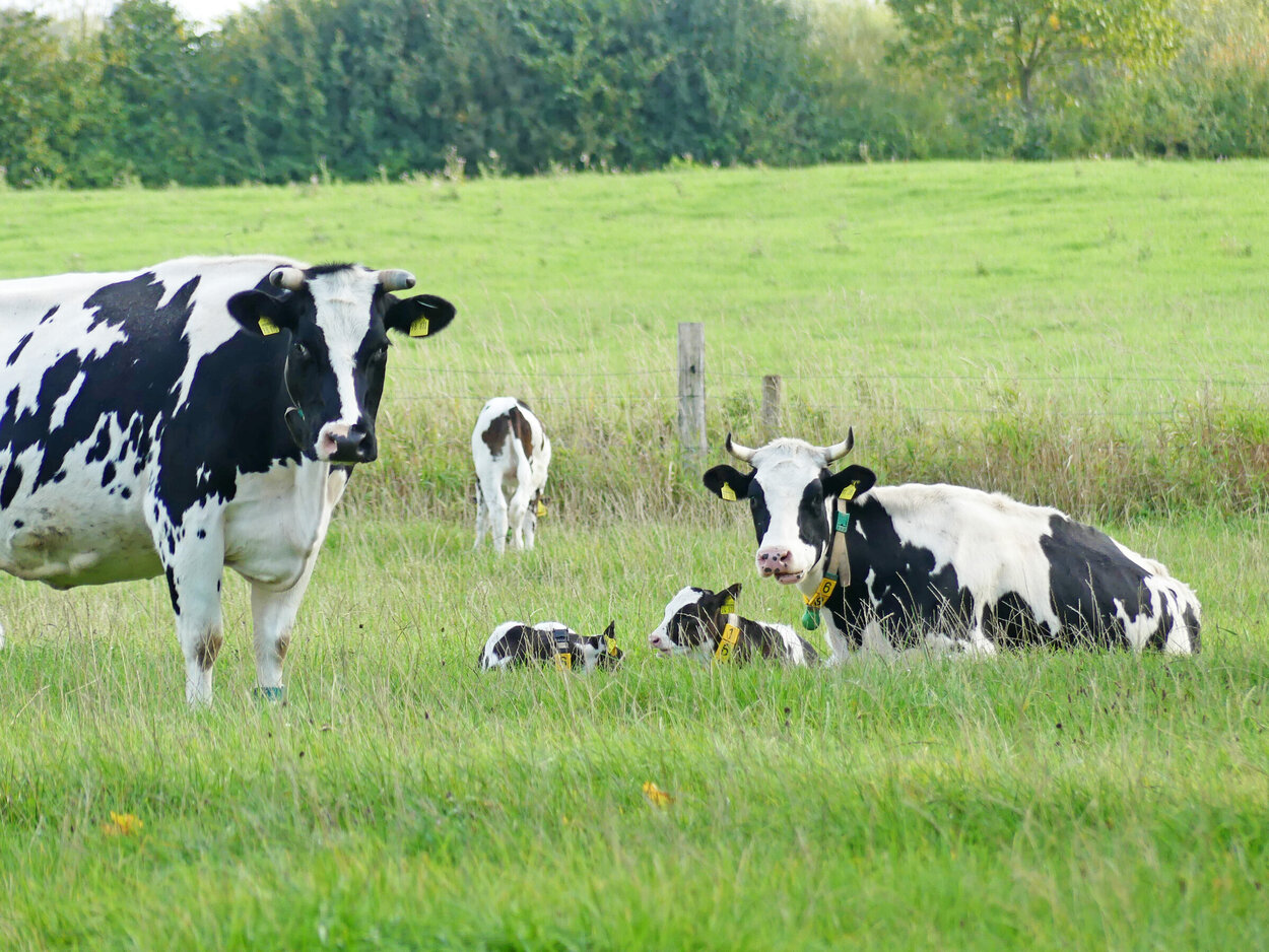 Kühe und ihre Kälber auf der Weide. Schwarz weiße Kühe mit ihren Kälbern auf einer Weide.
