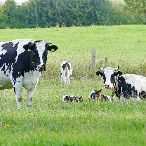Kühe und ihre Kälber auf der Weide. Schwarz weiße Kühe mit ihren Kälbern auf einer Weide.
