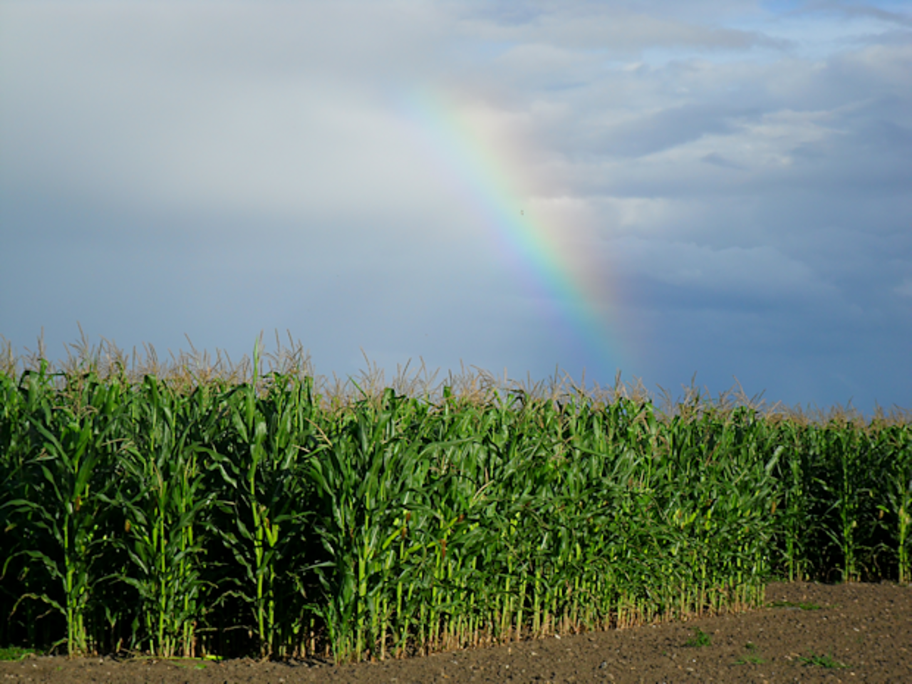 Feld mit gentechnisch verändertem Mais in Schweden