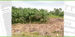 Rainforest destruction through palm oil plantations in Sumatra