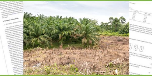 Regenwaldzerstörung durch Palmölplantagen in Sumatra