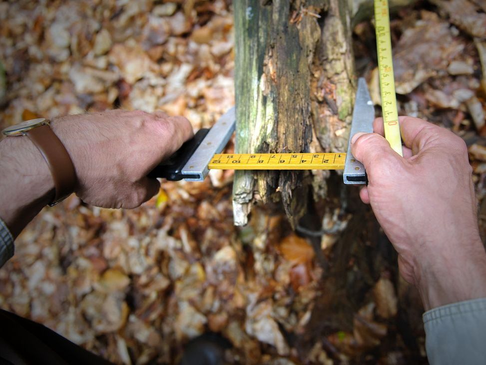 Mit einer Kluppe messen die Trupps den Totholz-Durchmesser.