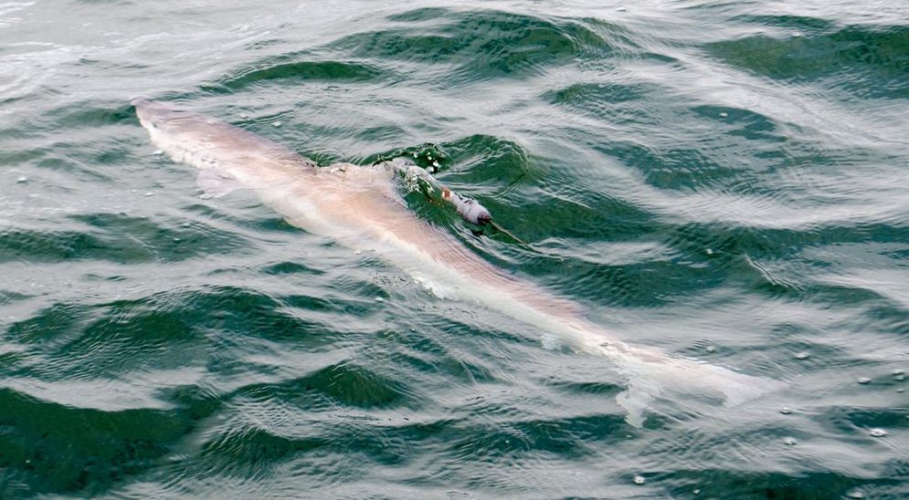 A tope shark tagged in the framework of the "Helgoland Tope Tagging Project" swims away after being released. From then on, the satellite tag will record data including the shark's ambient temperature and depth for up to a year. It will then detach, swim to the surface and transmit the data via satellite.