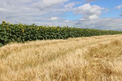 Wirkung von agrarpolitischen Strategien auf landwirtschaftliche Betriebe in der Ukraine