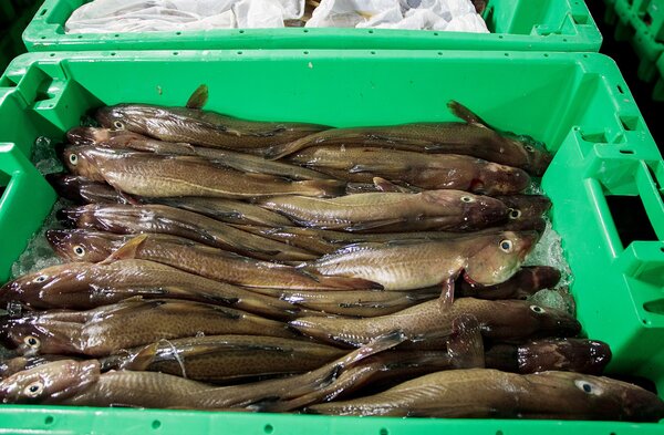 Mehrere Fische liegen in einer Fischkiste zum Verkauf