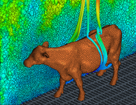 Temperaturfeld und Auftriebsströmung um eine Kuh