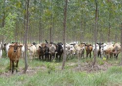 Agro-Silvo-Pastorale Systeme