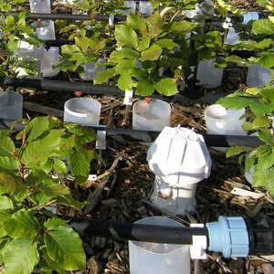 System for drip irrigation of the lysimeters