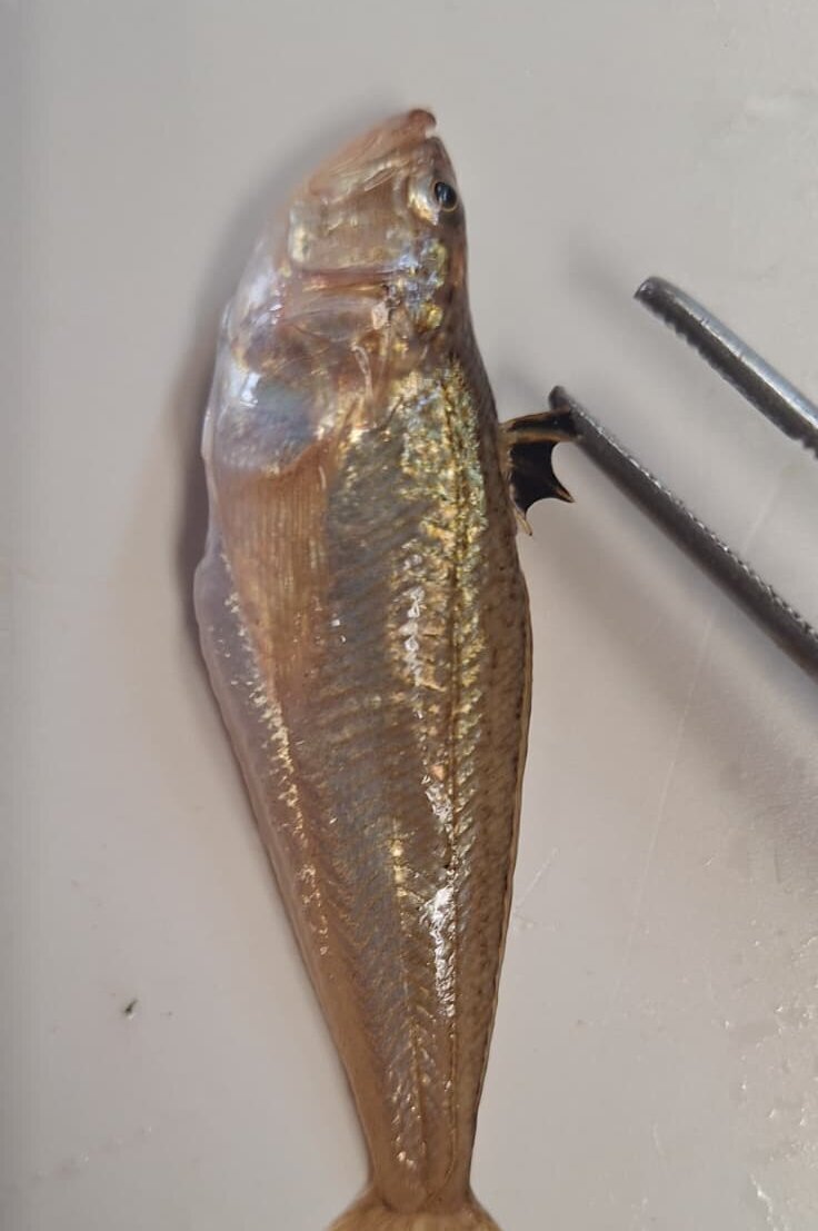 Die Viperqueise (Echiichthys vipera) mit ihrer Giftflosse.