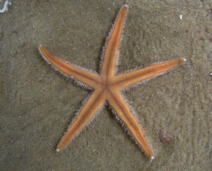 The starfish Luidia sarsi